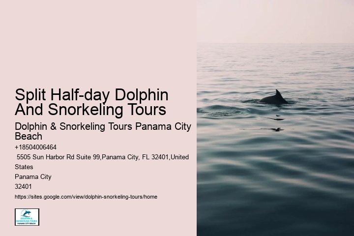 Panama City Beach Fl Dolphin Cruise