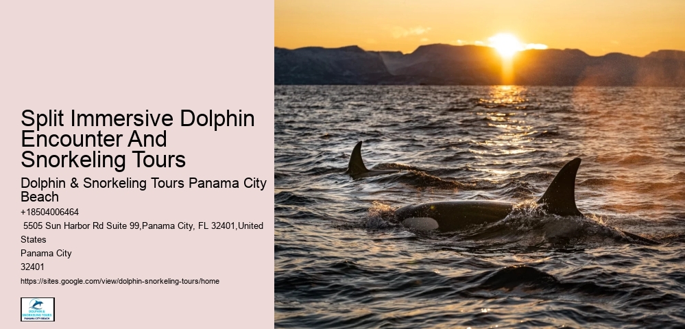 2-hour Private Miami Snorkeling And Dolphin Watching Tour