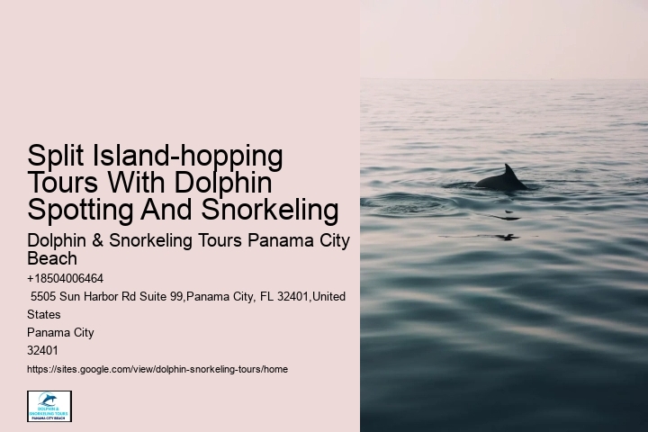 Elite Dolphin Watching with Snorkeling