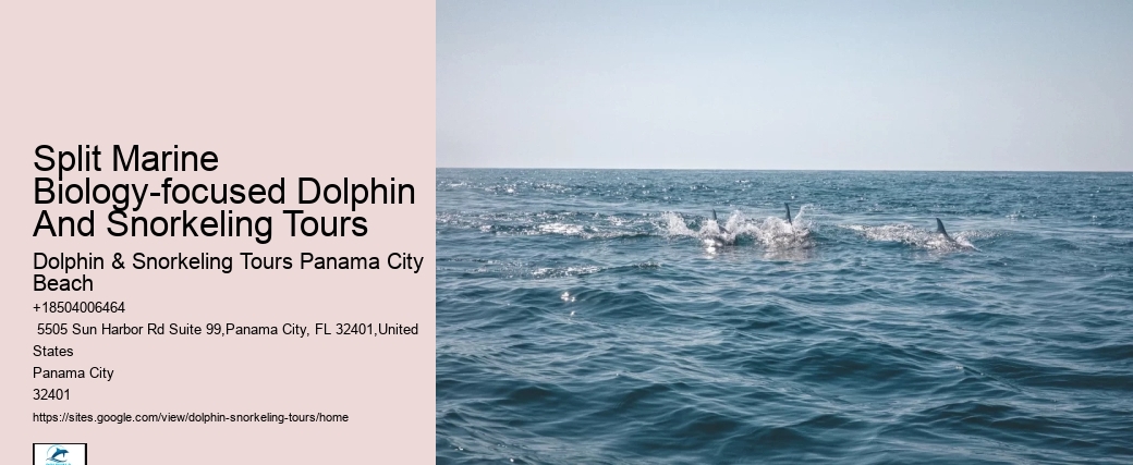 PCB Dolphin Discovery Voyages