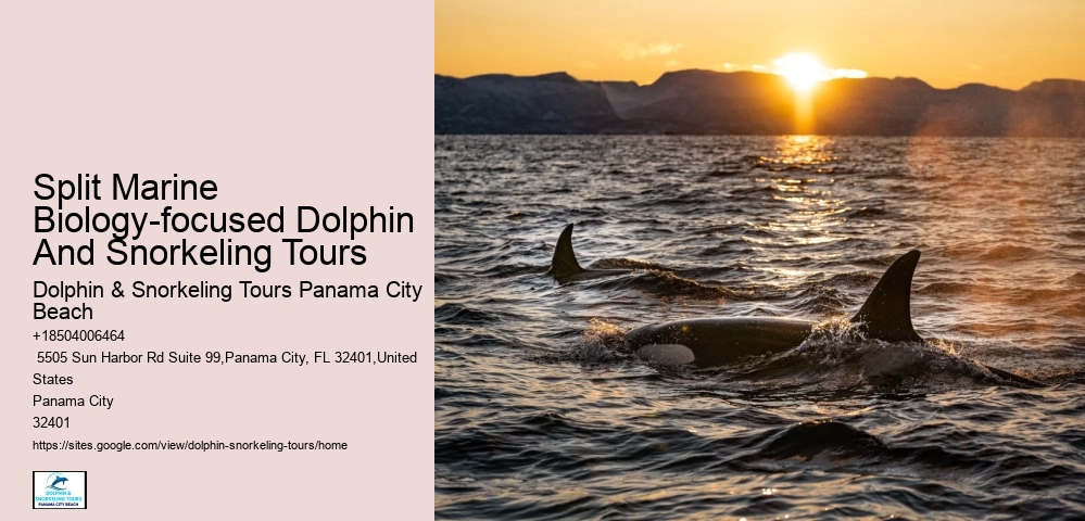 Snorkeling Tours