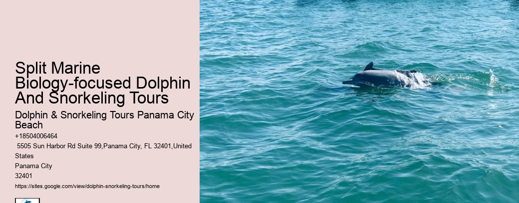 Split Marine Biology-focused Dolphin And Snorkeling Tours