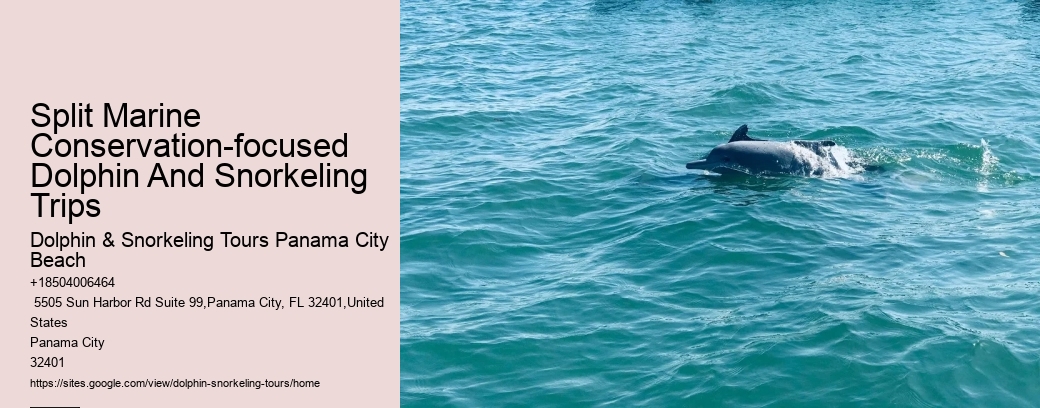 Split Marine Conservation-focused Dolphin And Snorkeling Trips