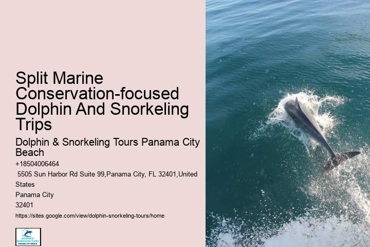 How Do You Interact With Dolphins