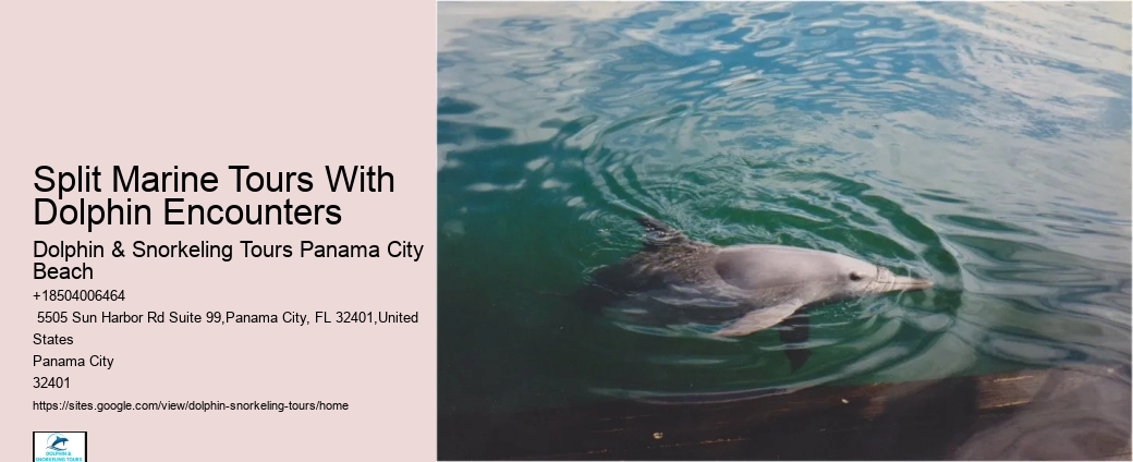 Exclusive Dolphin Discovery and Snorkeling Trips