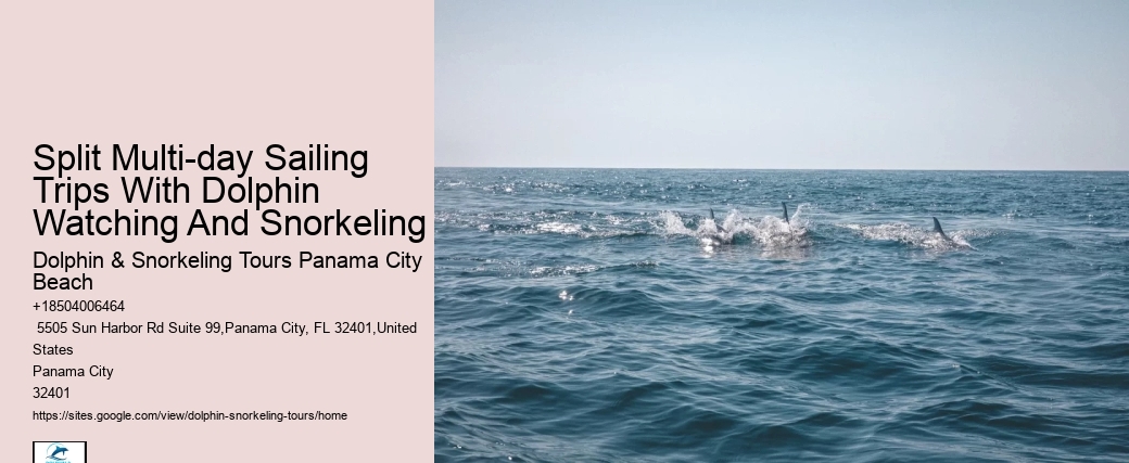 Custom Dolphin Spotting with Snorkeling