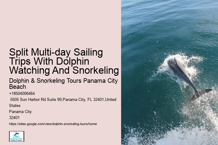 Split Full-day Dolphin Watching And Snorkeling Tours