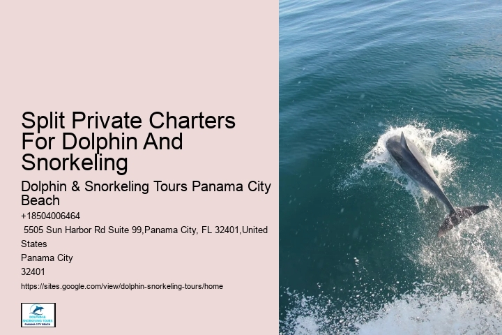 Split Small-group Guided Dolphin And Snorkeling Tours