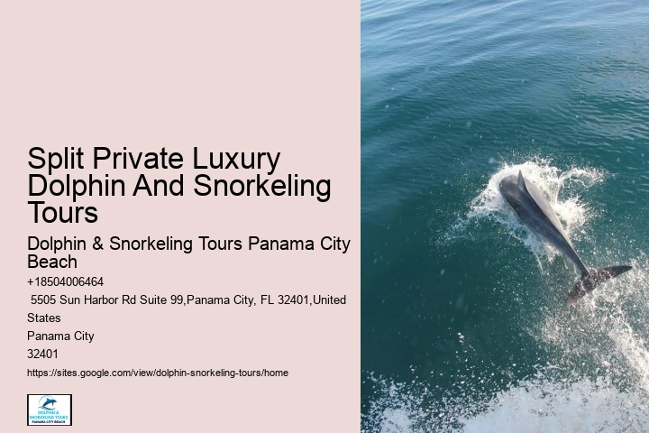 What should I bring with me on a dolphin tour in Panama City Beach