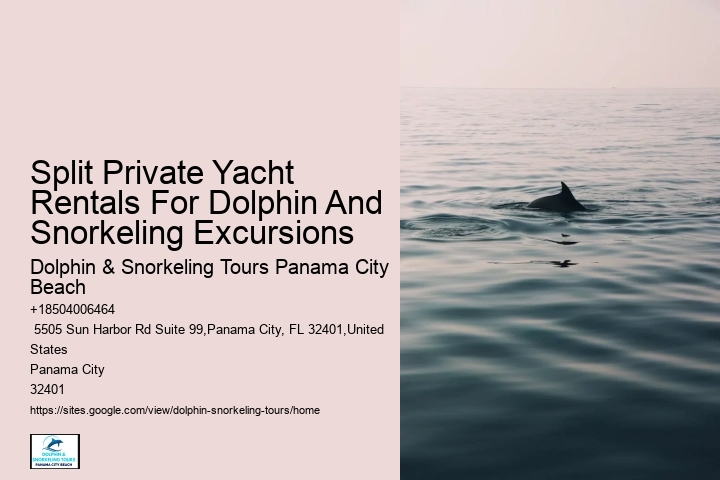 Private Dolphin Snorkeling Tours