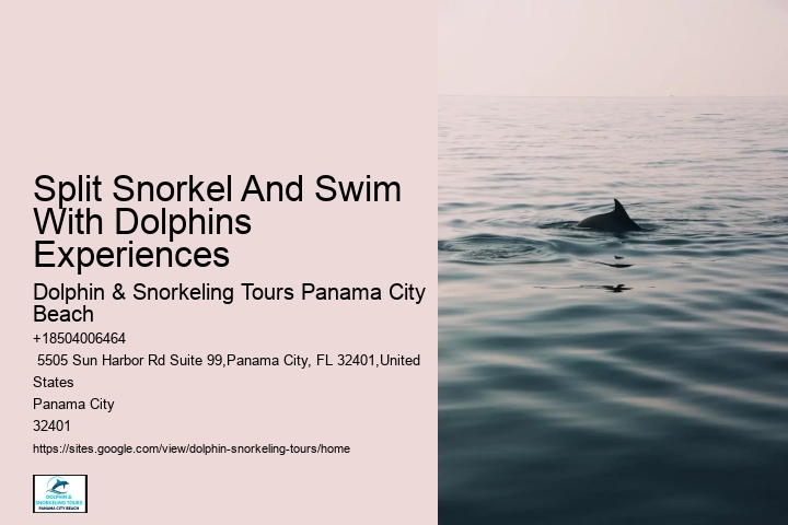 How Much Does It Cost To Swim With The Dolphins In Panama City Beach