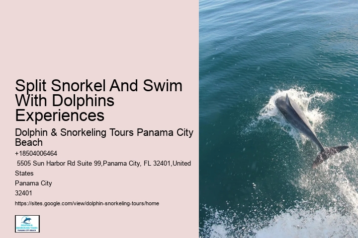 Dolphin Encounter And Snorkeling Expeditions In Split
