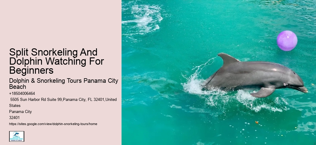 Split Charter Dolphin Snorkeling