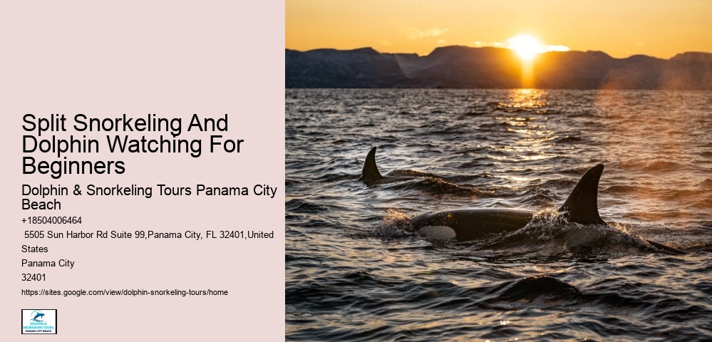 Dolphin trips in Panama City Beach