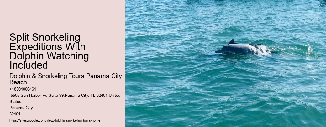 Split Snorkeling Expeditions With Dolphin Watching Included