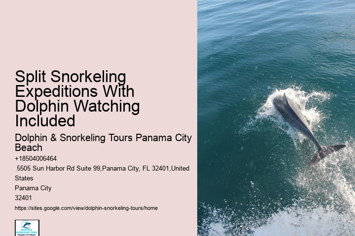 Tailored Dolphin Watching and Snorkeling Expeditions