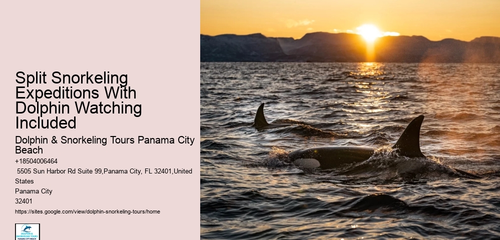 Luxury Dolphin Encounter with Snorkeling