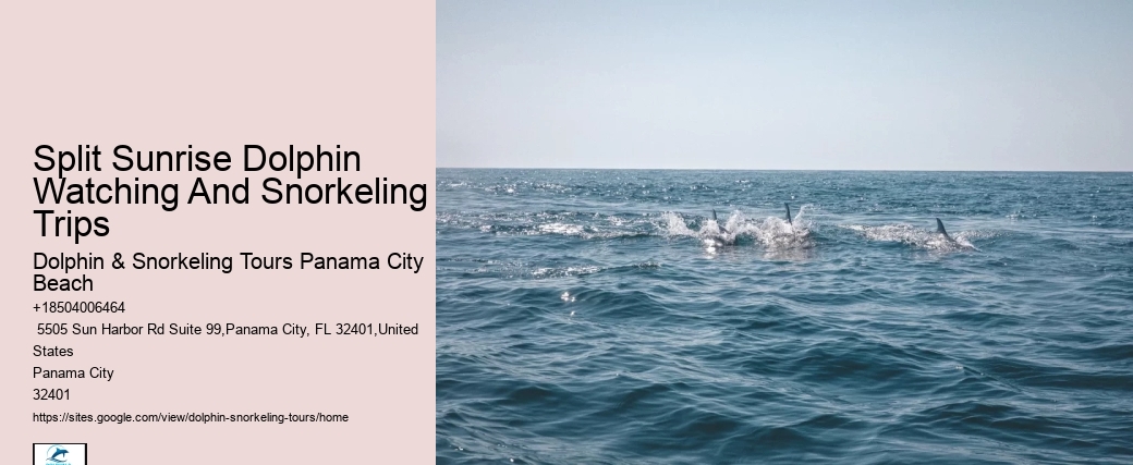Secluded Dolphin Encounter and Snorkeling Trips