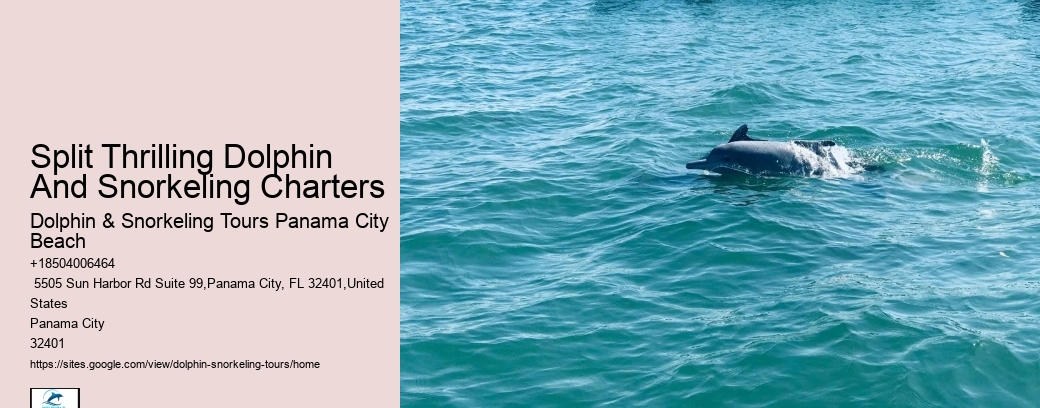 Rudee Flipper Dolphin Tours Virginia Beach