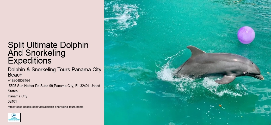Do Dolphins Swim With Humans