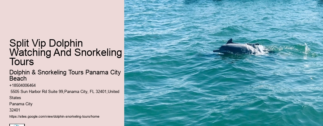 Split Vip Dolphin Watching And Snorkeling Tours