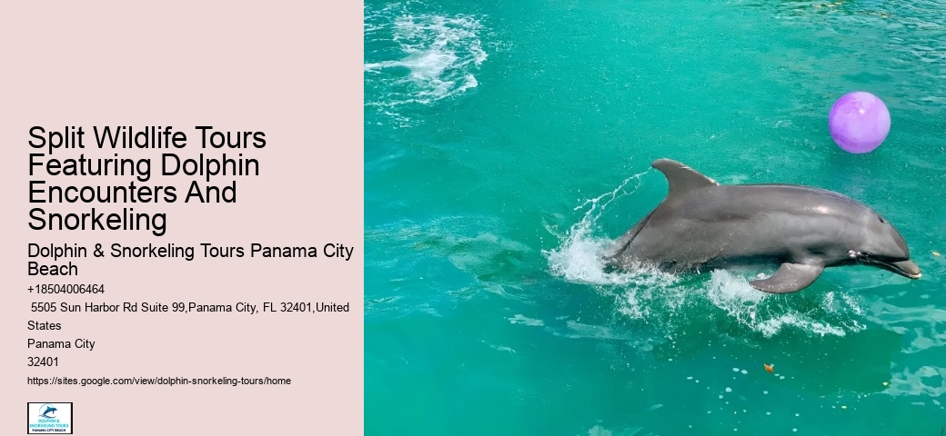 Split Private Yacht Rentals For Dolphin And Snorkeling Excursions