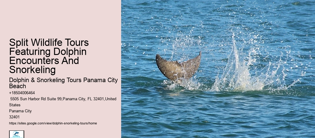 2 Hours Private Dolphin Tour