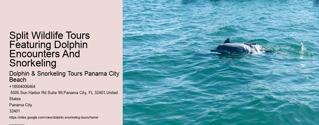 Split Wildlife Tours Featuring Dolphin Encounters And Snorkeling
