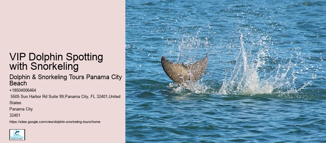 Split Luxury Dolphin And Snorkeling Excursions