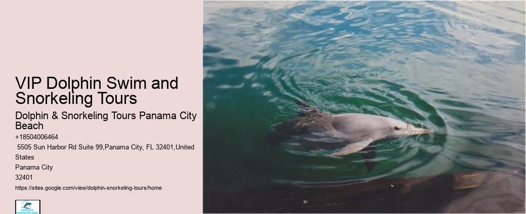Split Half-day Dolphin And Snorkeling Tours
