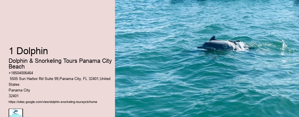Dolphin Tours Adventures