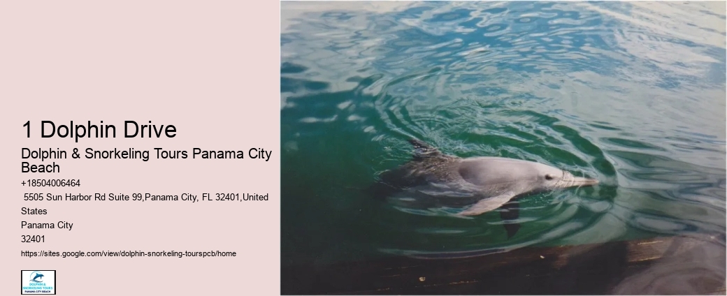 Is It Safe To Swim With Dolphins