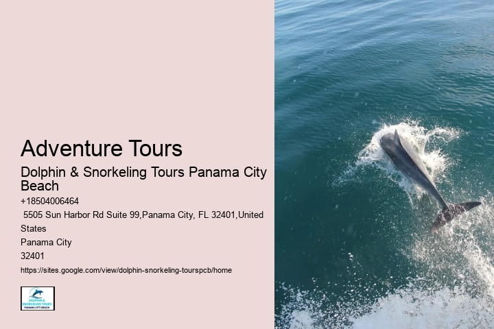 Dolphin Spotting