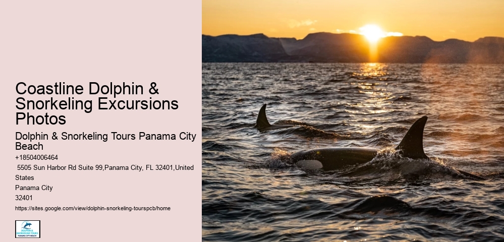 Dolphin Spotting