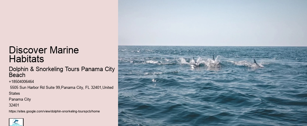 Panama City Beach Dolphin And Snorkel Tours
