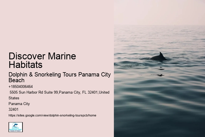 Dolphins In