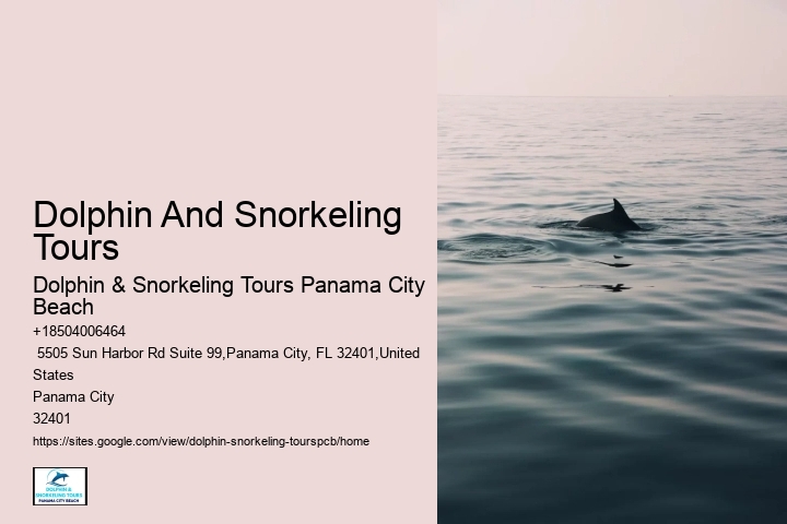 What To Do If A Dolphin Swims Up To You