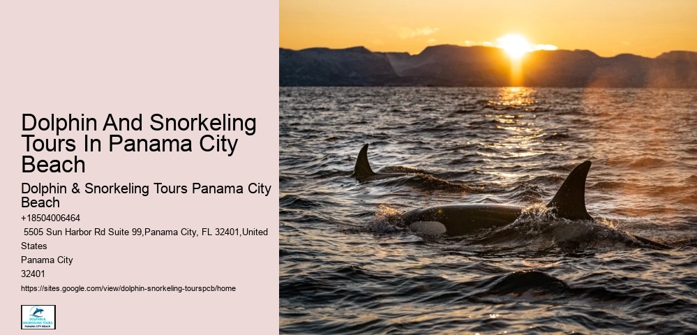 A Guide To Whales Found In The Gulf Of Mexico