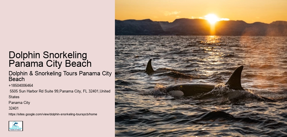 Dolphin And Snorkeling Tours In Panama City Beach