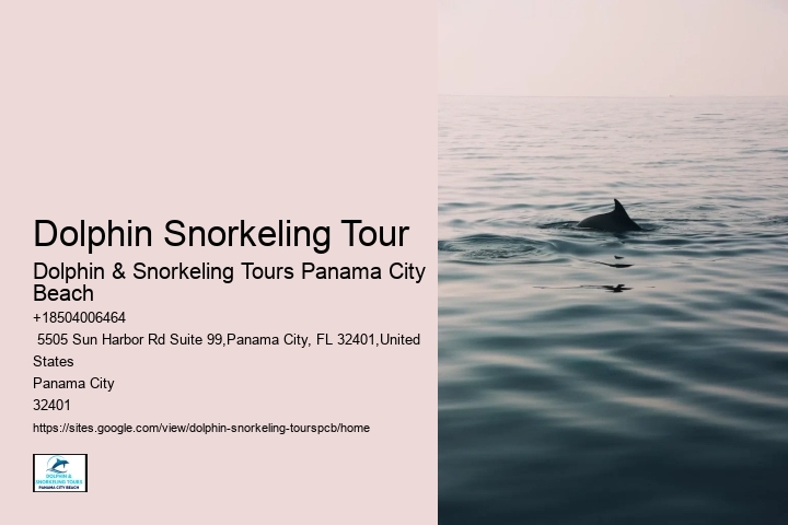 Dolphin Watching Tours Near Me