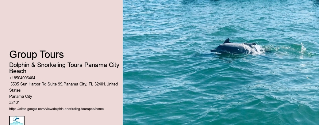 Dolphin Snorkeling Panama City Beach