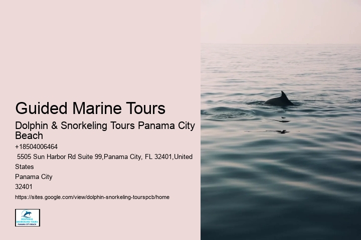 Dolphin Tours