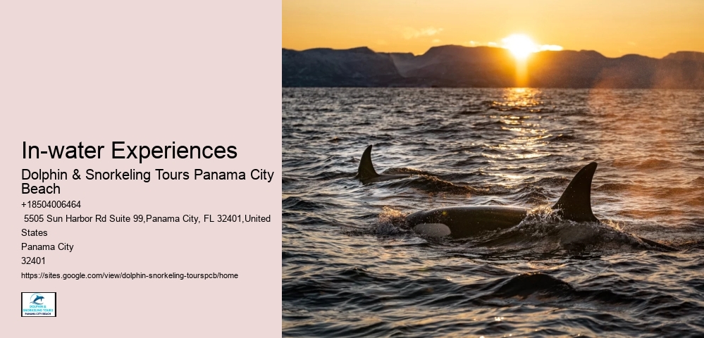 Dolphin Tours Panama City Beach