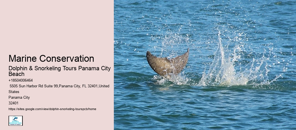Panama City Beach Dolphin Swim Adventure