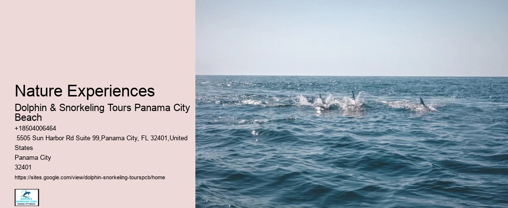 Cheap Dolphin Tours In Panama City Beach