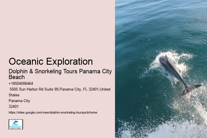 Dolphin Swim Tours