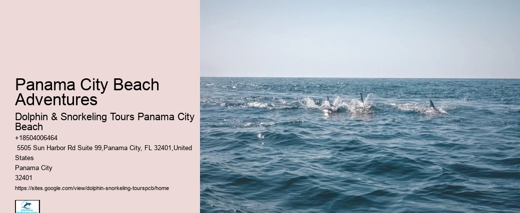 What Does It Mean When Dolphins Swim Around You