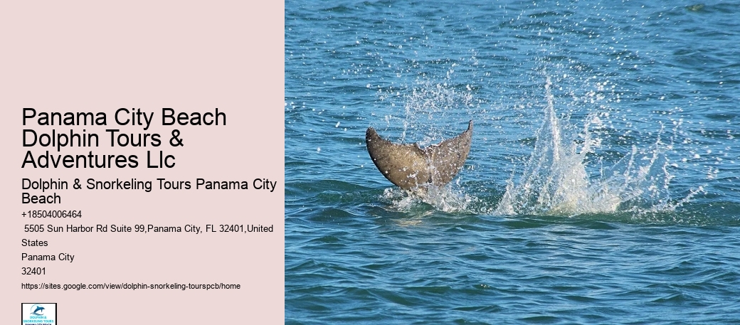 What To Wear To Swim With Dolphins