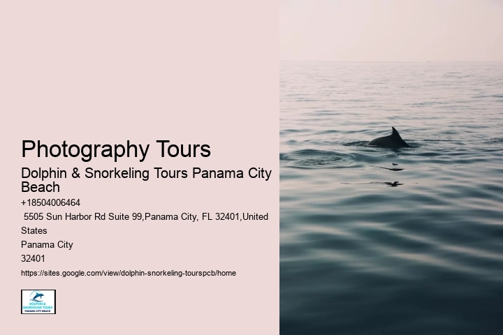 Best Time For Dolphin Watching
