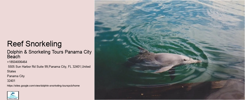 Best Dolphin & Snorkeling Tours In Panama City Beach